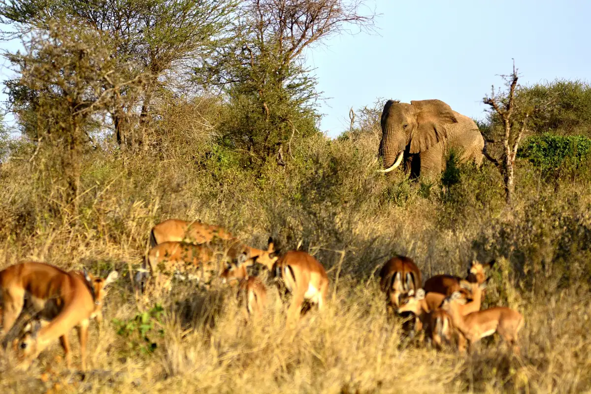 4 Days Camping Safari to Tarangire, Crater and Lake Manyara